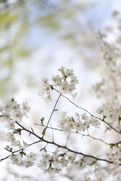 北京玉渊潭公园樱花节