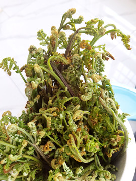 蕨菜