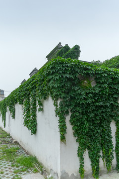 长满绿植的老宅