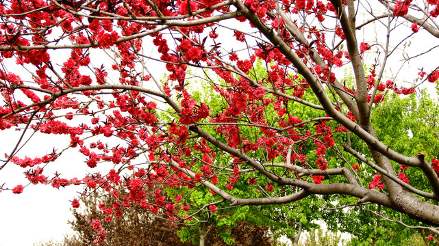 红花绿树