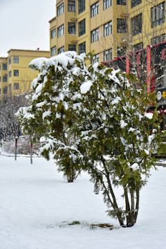 雪景