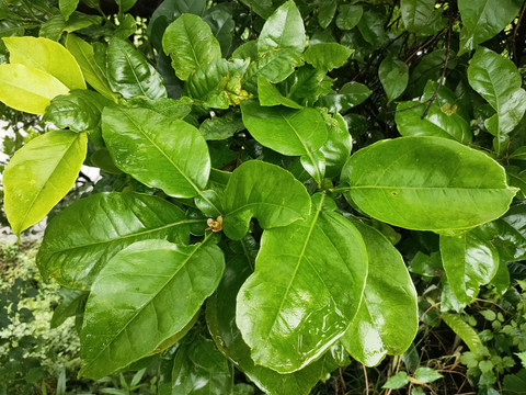 菊花芯树叶