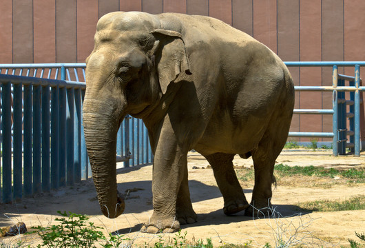 济南动物园的大象