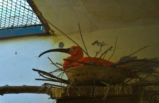 济南动物园的火烈鸟宝宝
