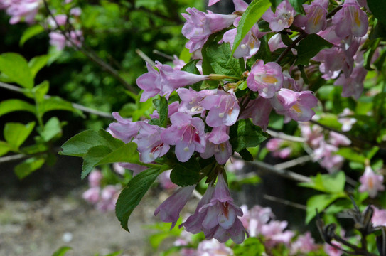 锦带花