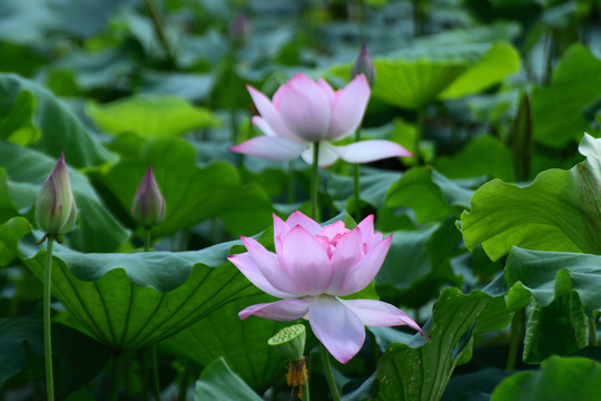 荷花