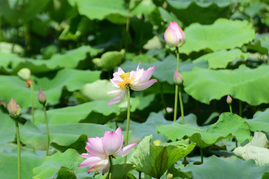 荷花