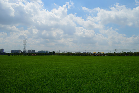 农田