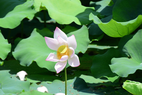 荷花