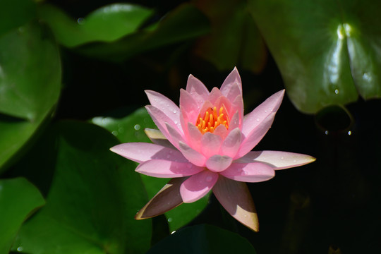荷花