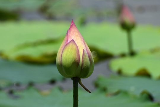 荷花