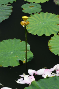 荷花