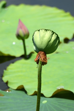 荷花