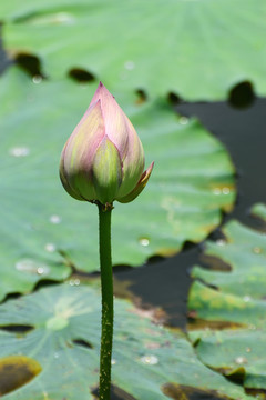 荷花