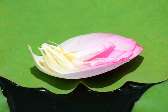 荷花
