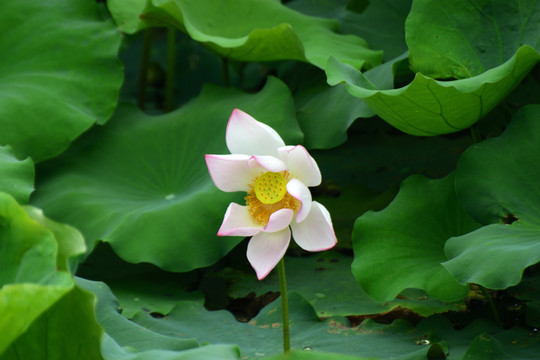 荷花