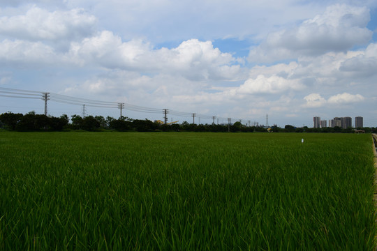 水稻田