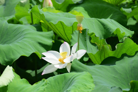 荷花