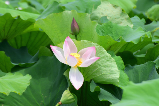 荷花