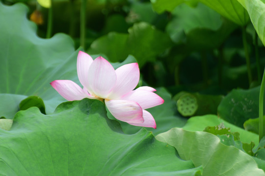 荷花