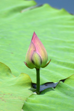荷花