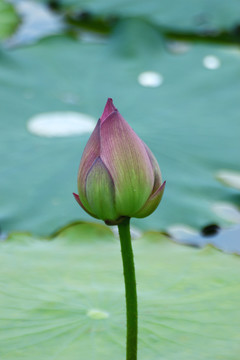 荷花
