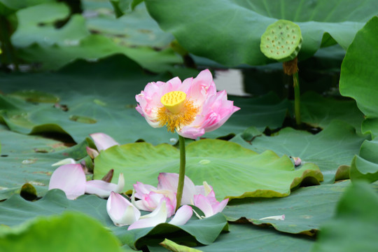 荷花