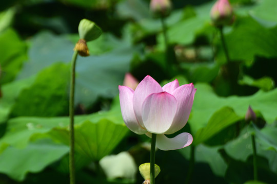 荷花