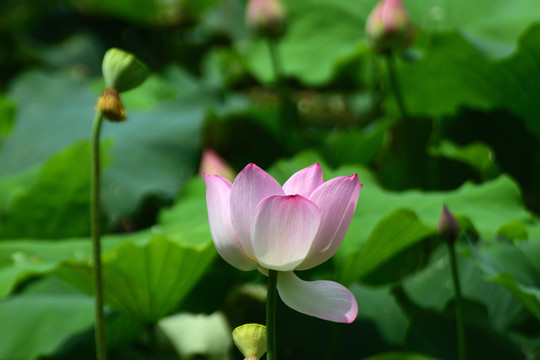 荷花