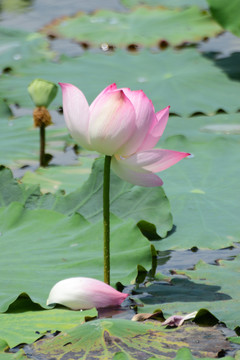 荷花