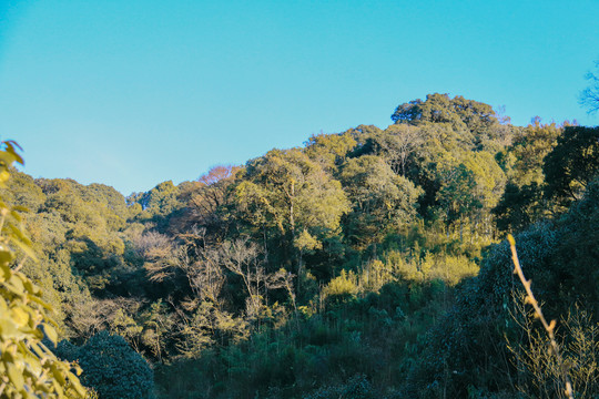 高山丛林