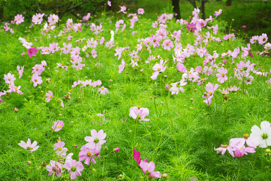 格桑花花丛