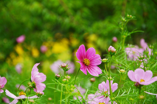 格桑花开