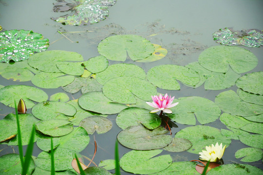 雨中睡莲花