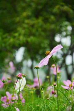 格桑花