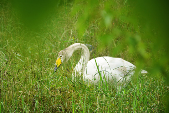 草丛中吃草的天鹅