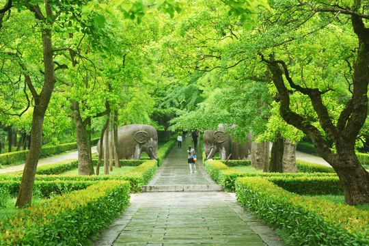 雨天明孝陵石象路