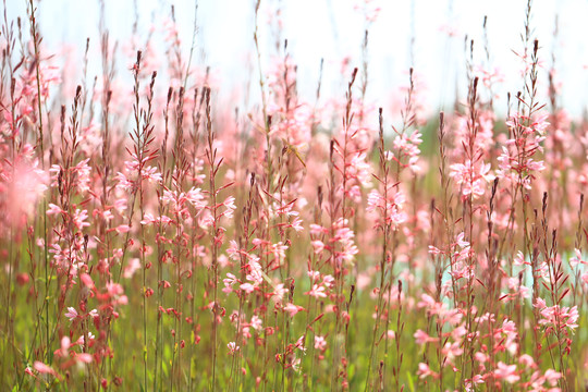 格桑花