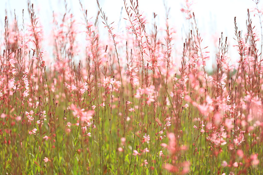 格桑花