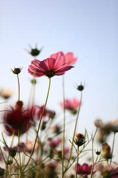 格桑花