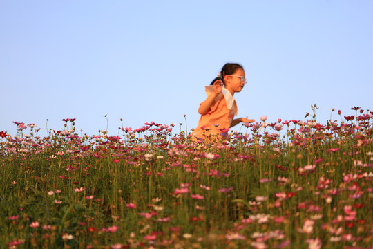 格桑花