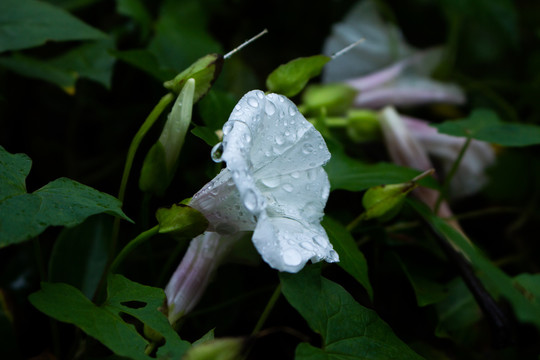 雨中的牵牛花