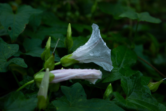 雨中的牵牛花