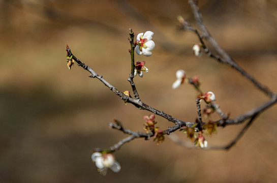 一枝梅花