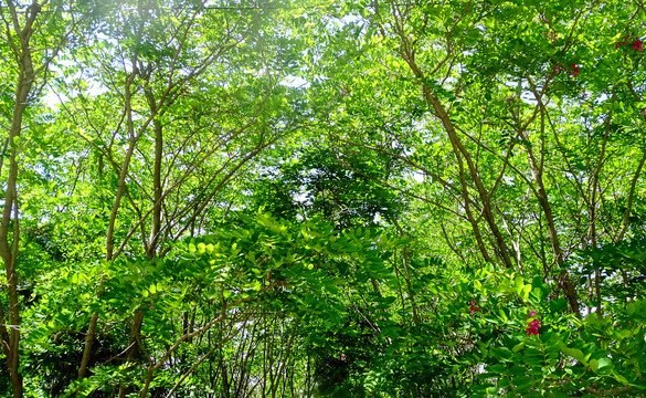 天花吊顶绿植背景