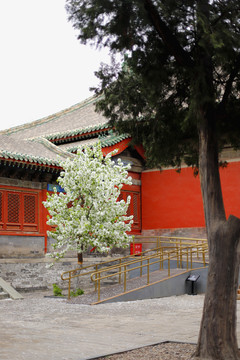 北京民俗博物馆的白海棠