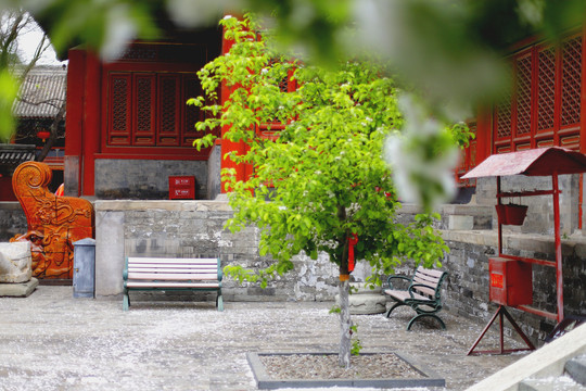 北京民俗博物馆的白海棠