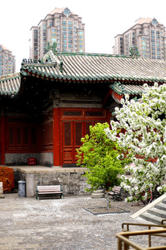 北京民俗博物馆盛开的白海棠