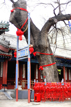 北京民俗博物馆的寿槐