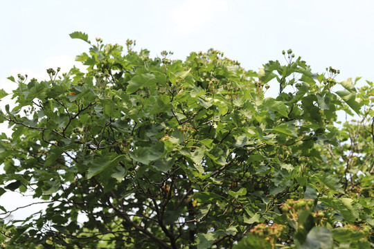 仰拍茂密山楂树